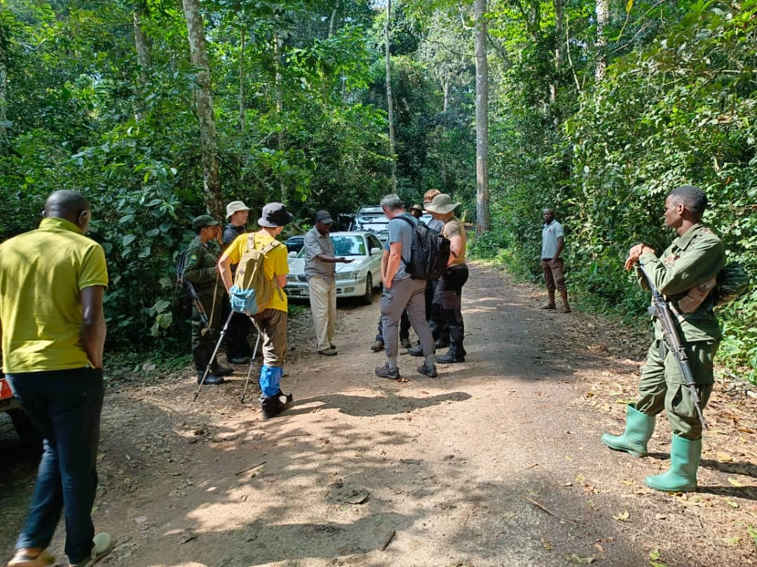 combining-chimpanzees-and-gorillas-in-uganda