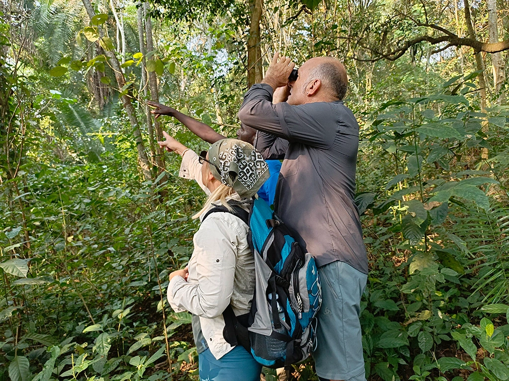 chimpanzee-tracking-in-kibale-forest-national-park