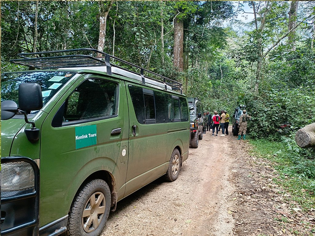 combining-game-drive-with-chimpanzee-tracking-in-uganda