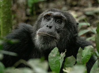 chimpanzee-habituation-experience-in-uganda