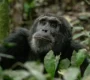 chimpanzee-habituation-experience-in-uganda