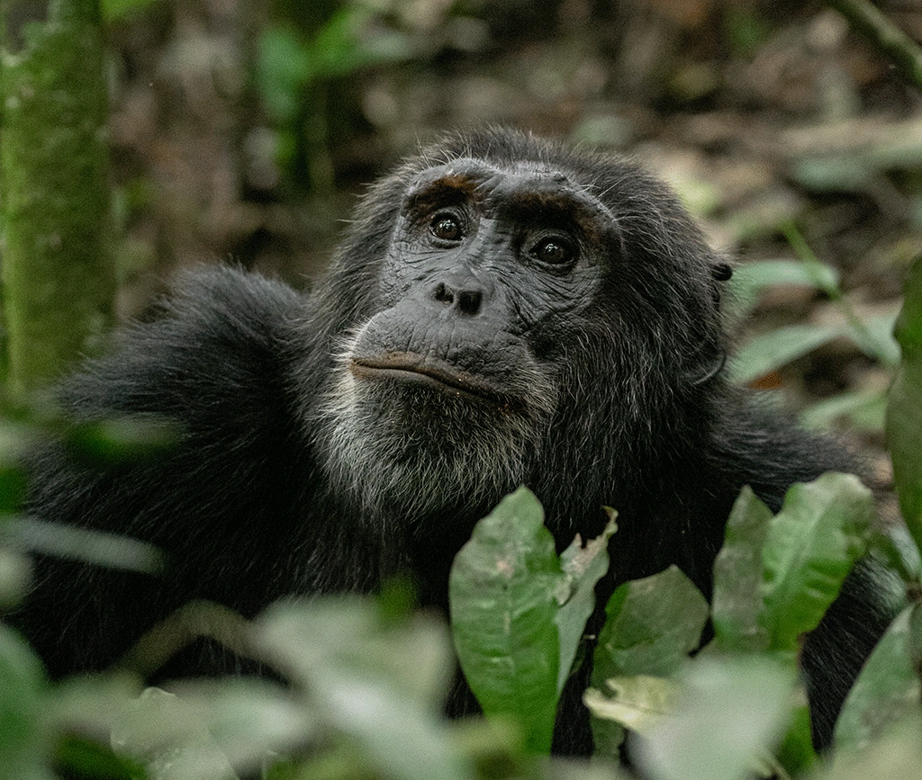 chimpanzee-habituation-experience-in-uganda