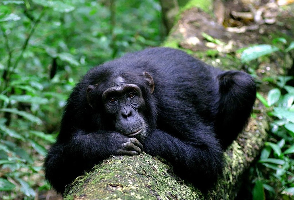 combining-game-drive-with-chimpanzee-tracking-in-uganda