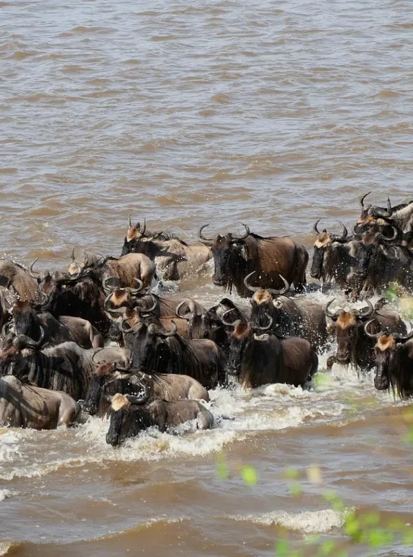 mara-river-wildebeest-crossing-5730663