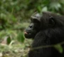 duration-for-gorilla-and-chimpanzee-safari-in-uganda