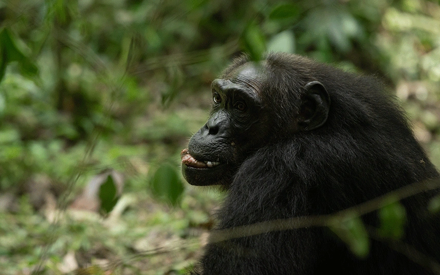 duration-for-gorilla-and-chimpanzee-safari-in-uganda